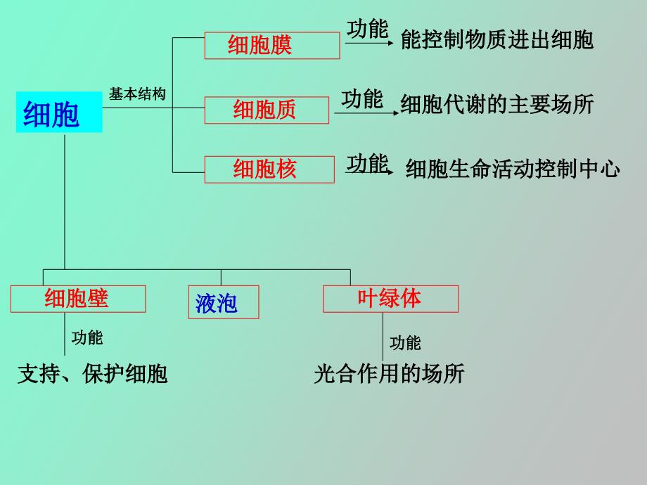 生物复习提纲_第4页