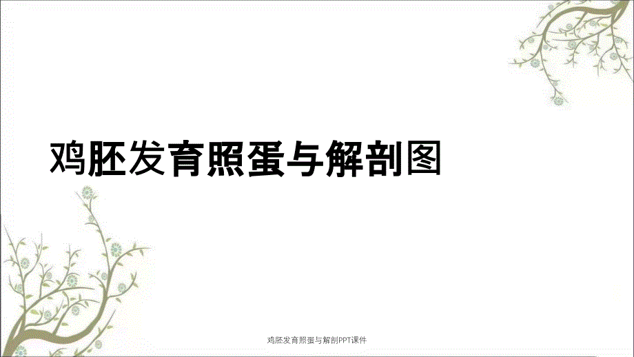 鸡胚发育照蛋与解剖PPT课件_第1页