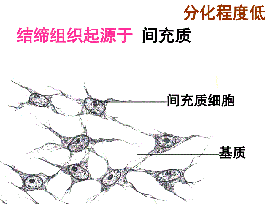 组织胚胎学：结缔组织_第4页