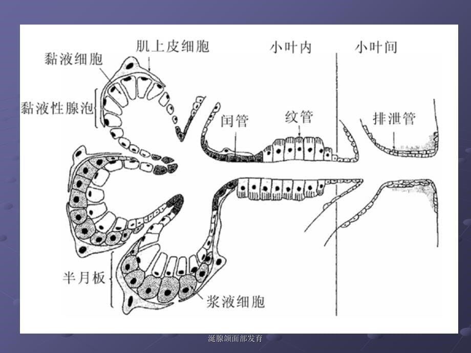 涎腺颌面部发育课件_第5页