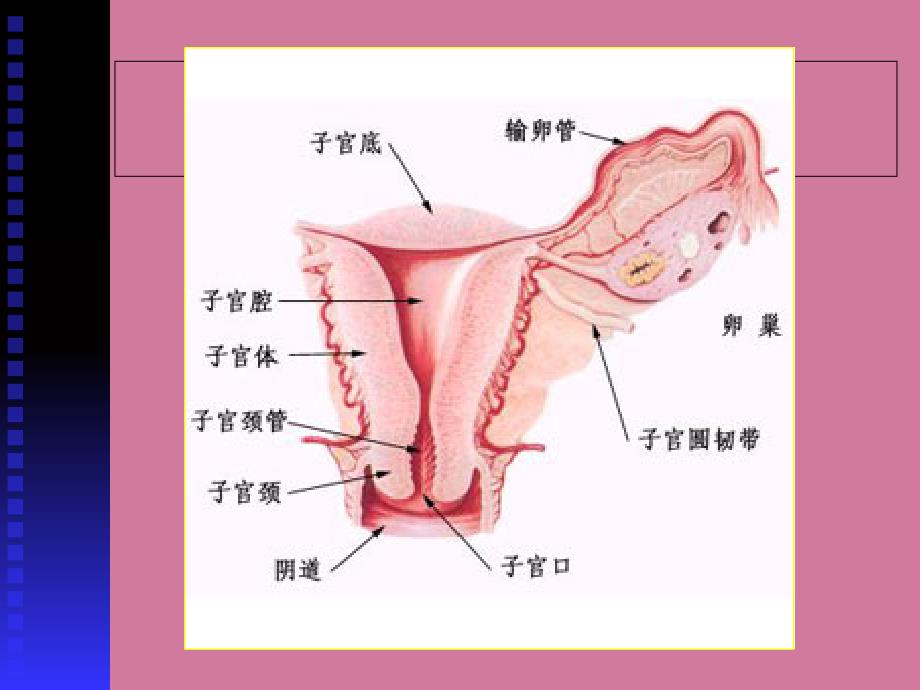 生殖系统疾病实验ppt课件_第4页