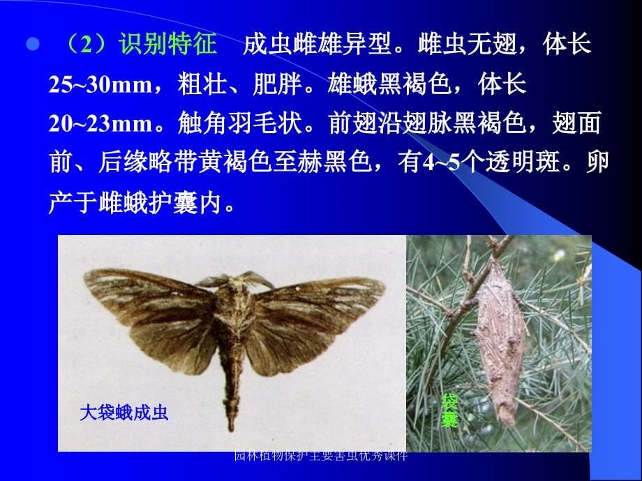 园林植物保护主要害虫优秀课件_第5页