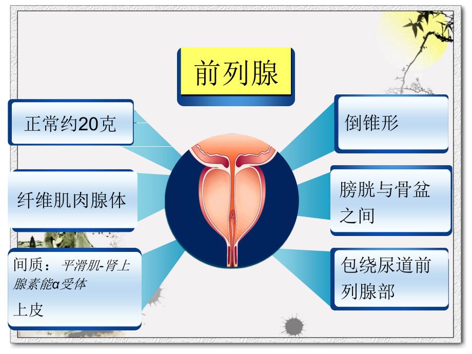 前列腺增生症患者的护理_第3页