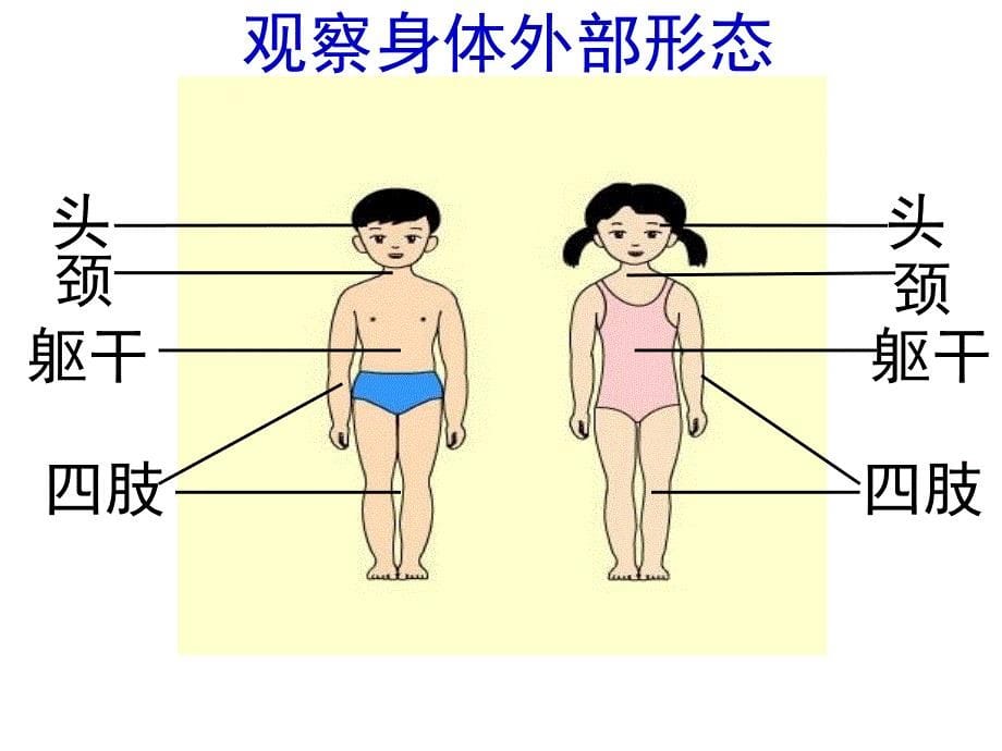 四年级上册科学课件4.1身体的结构2教科版共26张PPT_第5页