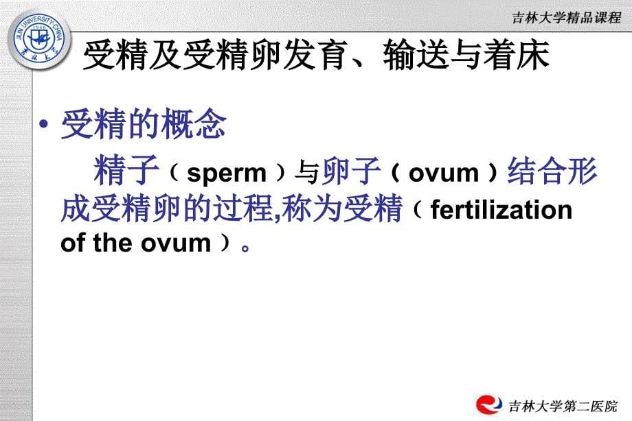 妇产科学课件：妊娠生理_第5页