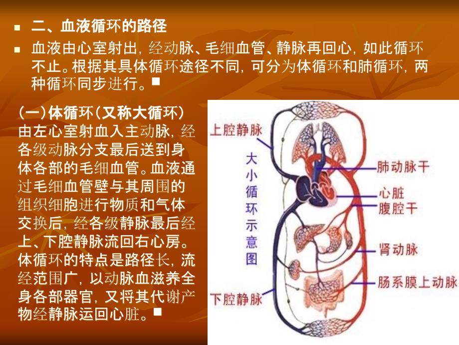 心血管系统解剖学.ppt_第4页