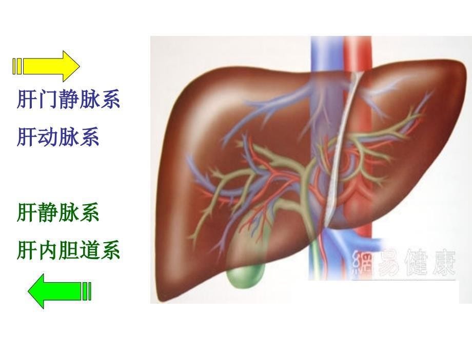 最新肝脏疾病的生物化学诊断ppt课件._第5页