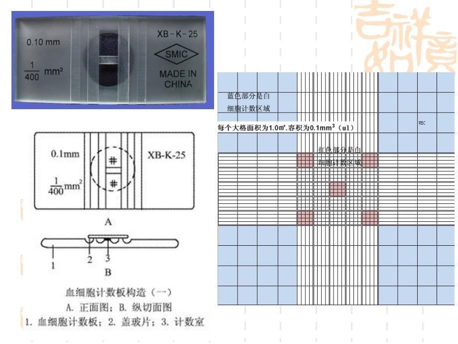 细胞增殖抑制-1_第5页