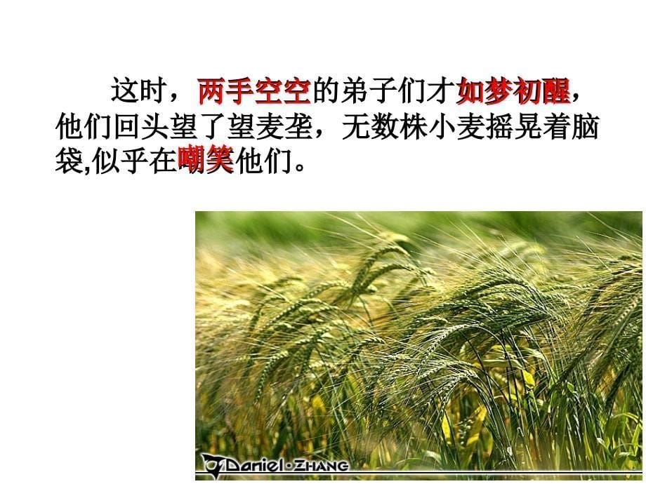 苏教版小学语文六年级下册最大的麦穗课件_第5页