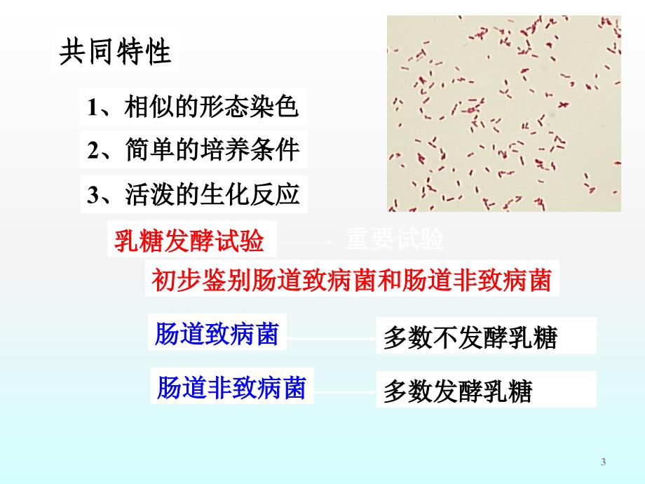 肠杆菌科ppt课件_第3页