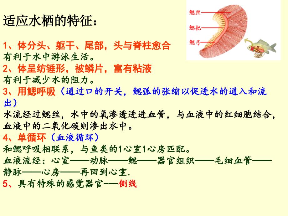 普通动物学第十六章-鱼纲_第4页