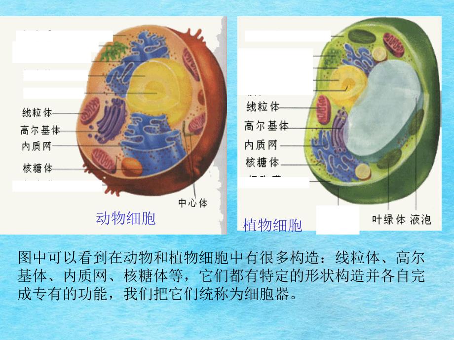 教学云南省弥勒县庆来中学高一生物细胞器系统内的协作ppt课件_第4页