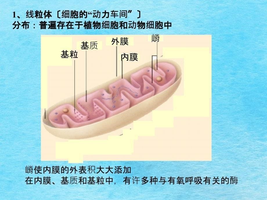 教学云南省弥勒县庆来中学高一生物细胞器系统内的协作ppt课件_第5页