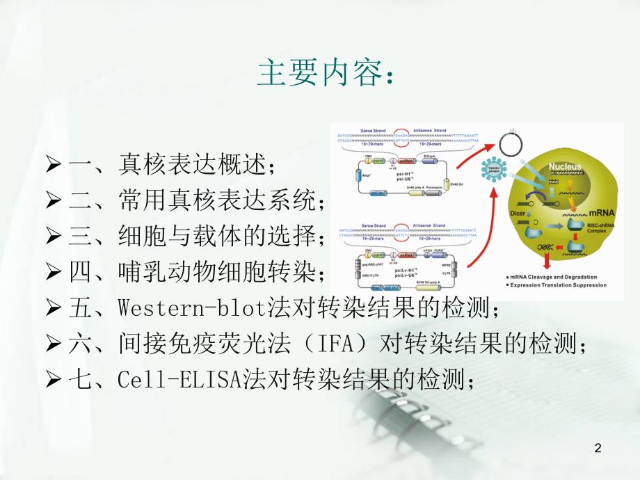 常规真核表达与鉴定_第2页