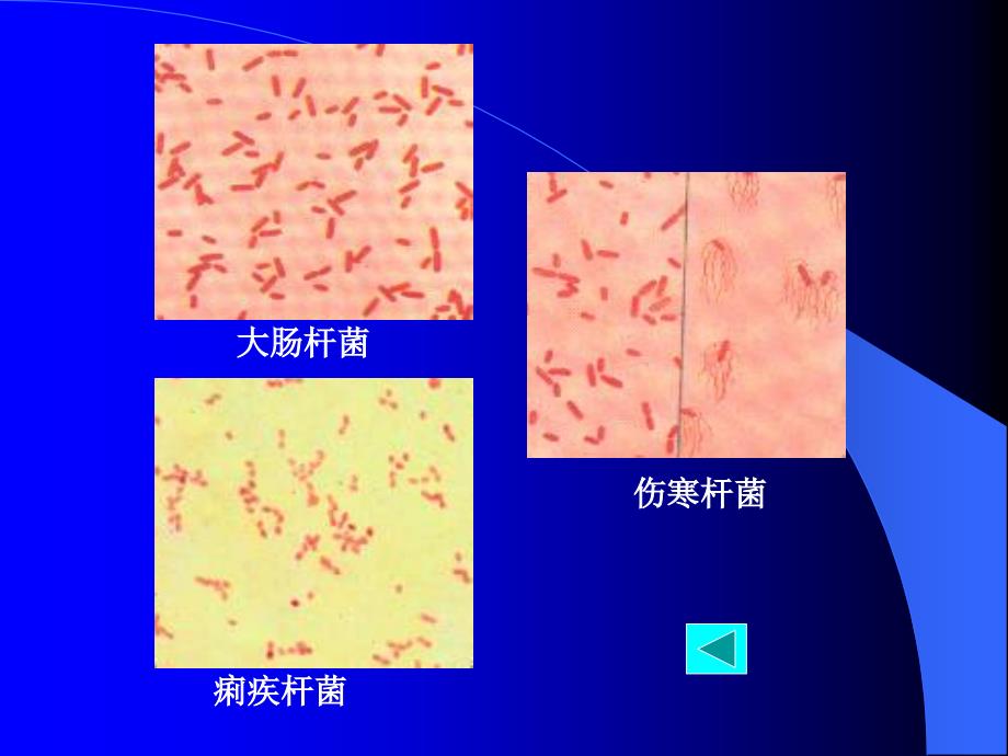 本肠道杆菌试验PPT课件_第4页