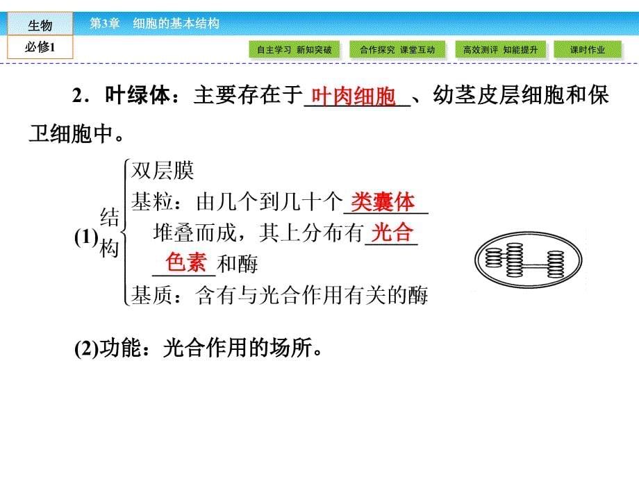 细胞器--系统内分工合作_第5页