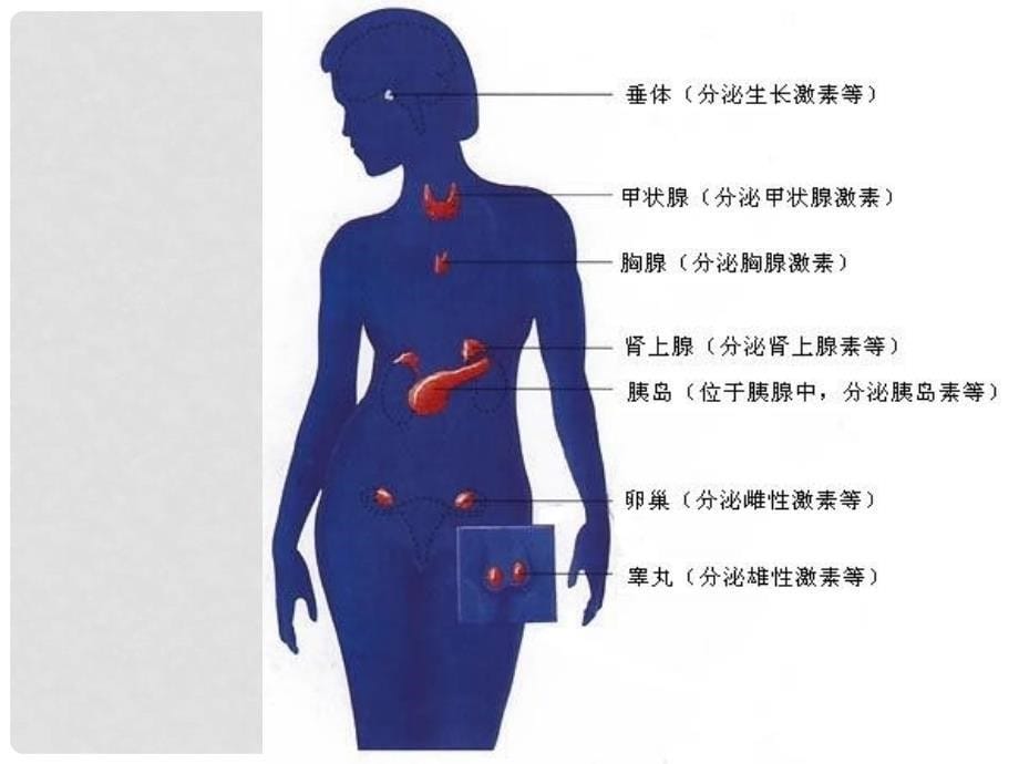 海南省儋州一中七年级生物下册 4.6.4 激素调节公开课教学课件 （新版）新人教版_第5页