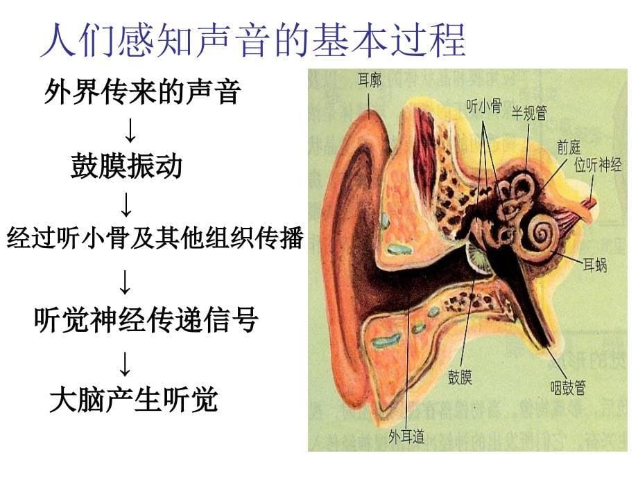 我们怎样听到声音4课件_第5页