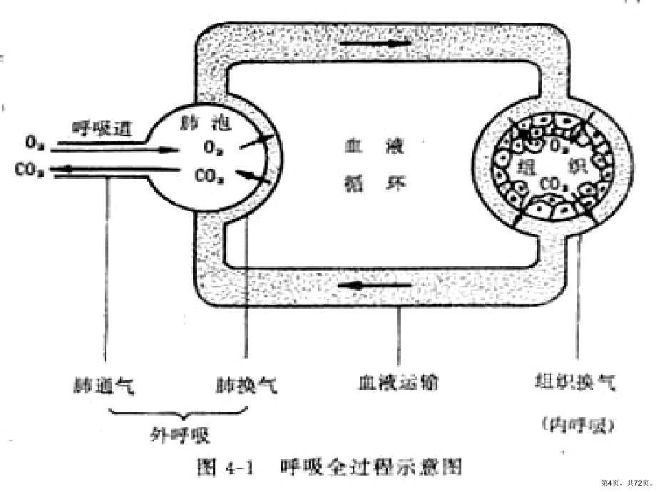 大学本科生物学教学课件中医学呼吸_第4页