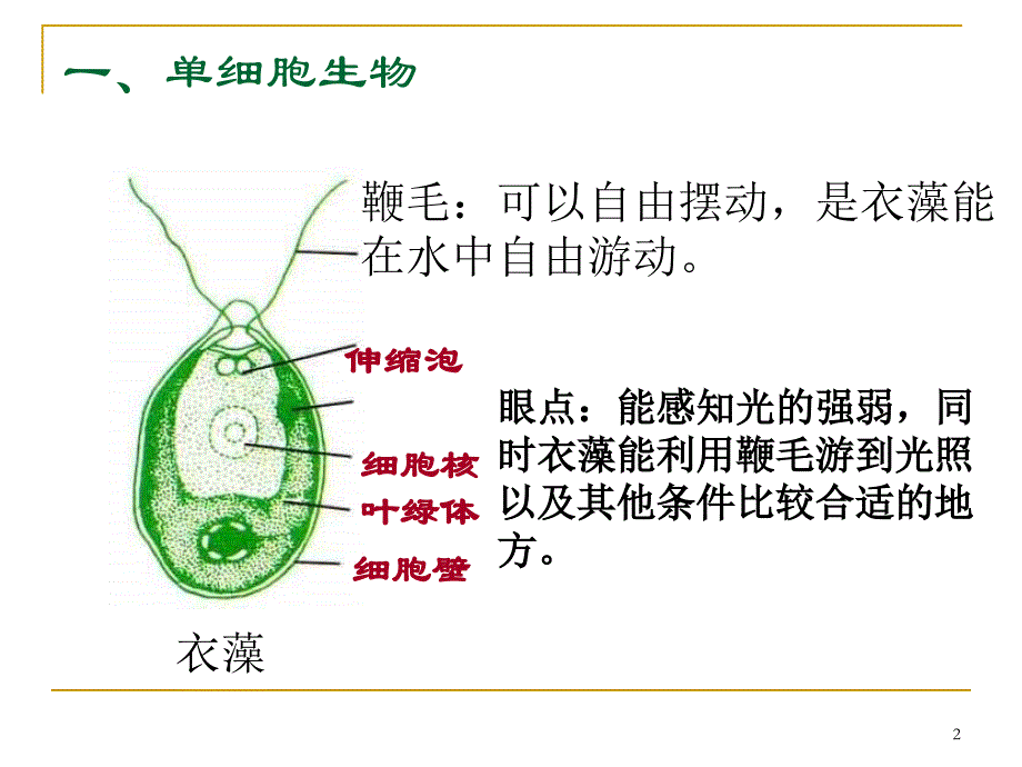 显微镜下的生物粤教沪科版ppt课件_第2页