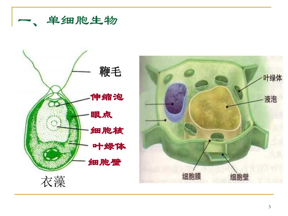 显微镜下的生物粤教沪科版ppt课件_第3页