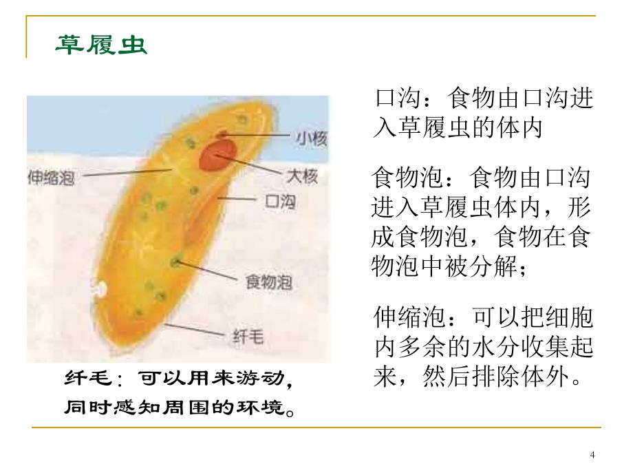 显微镜下的生物粤教沪科版ppt课件_第4页