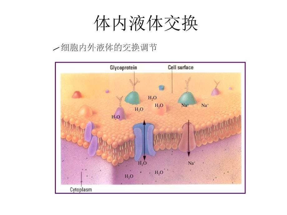 水、电解质与酸碱平衡紊乱_第5页