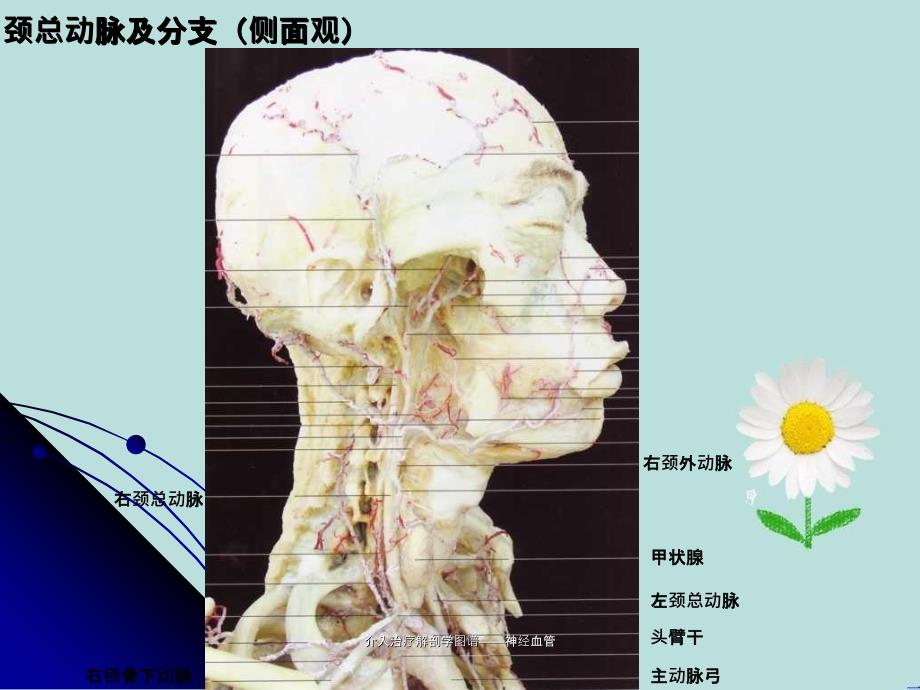 介入治疗解剖学图谱神经血管_第4页