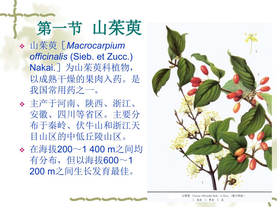 药用植物栽培学山茱萸栽培技术课件_第1页
