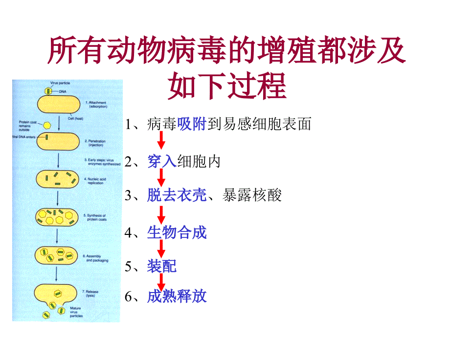 病毒的复制教学_第2页