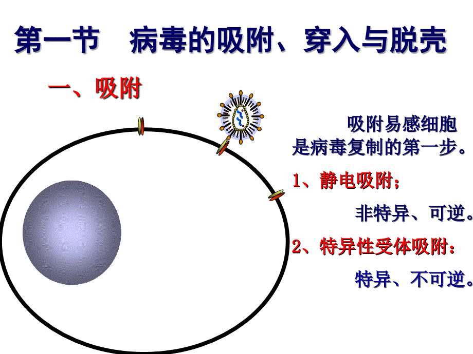 病毒的复制教学_第4页