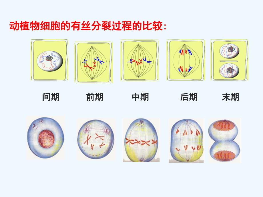 动植物细胞有丝分裂异同_第2页