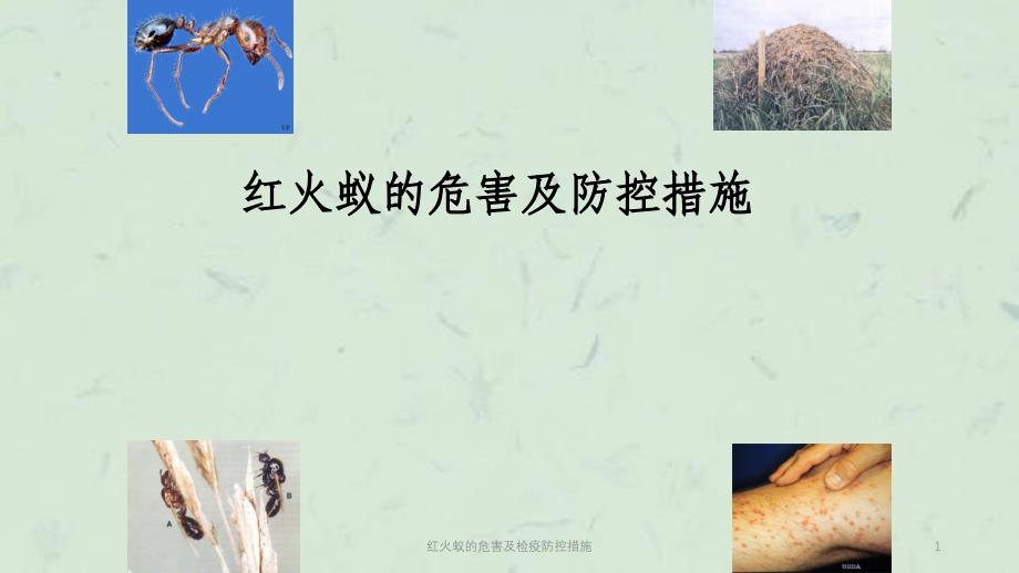 红火蚁的危害及检疫防控措施课件_第1页