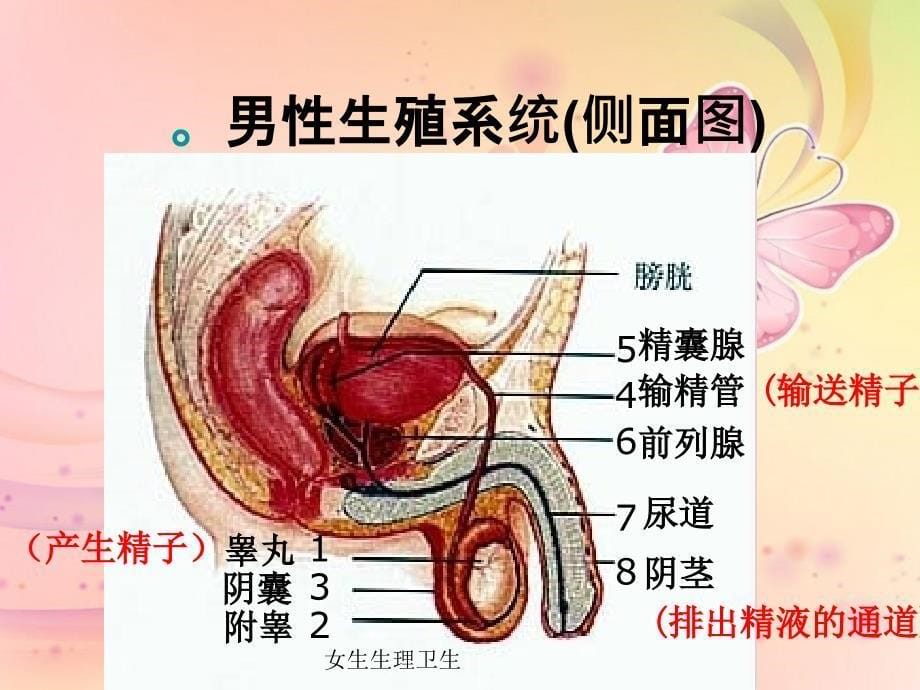 女生的生理卫生_第5页