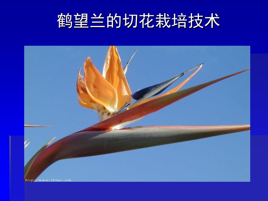 鹤望兰的切花栽培技术.ppt_第1页