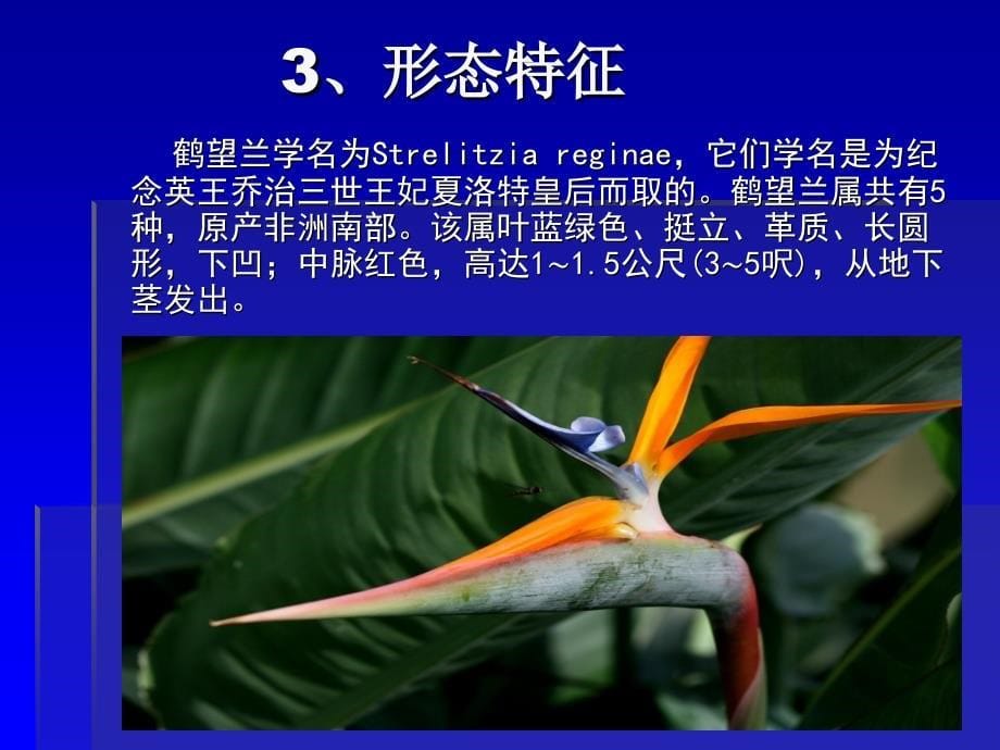 鹤望兰的切花栽培技术.ppt_第5页