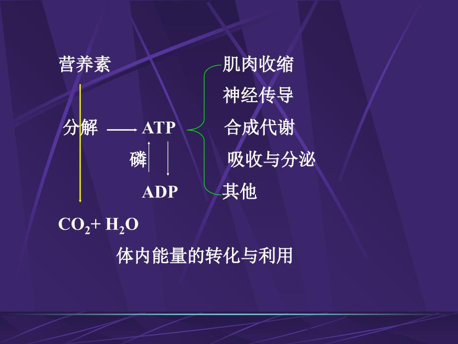 营养师培训营养学基础2能量教学提纲_第3页