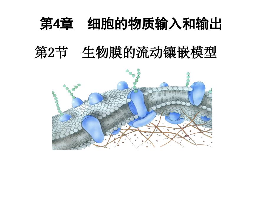 42生物膜的流动镶嵌模型yxl_第1页