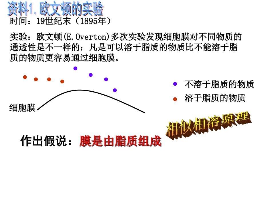 42生物膜的流动镶嵌模型yxl_第5页