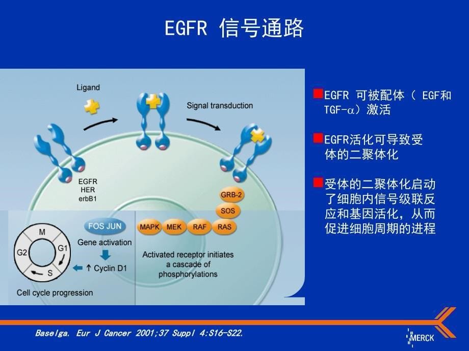 爱必妥在头颈部肿瘤中的应用_第5页