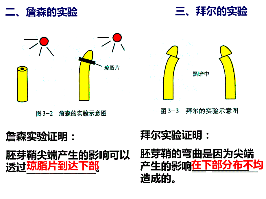 高三生物一轮复习植物的激素调节_第3页