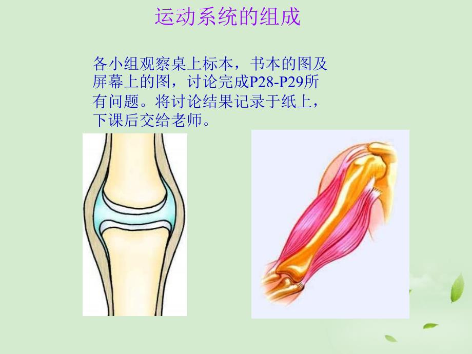 2-1动物的运动课件_第4页