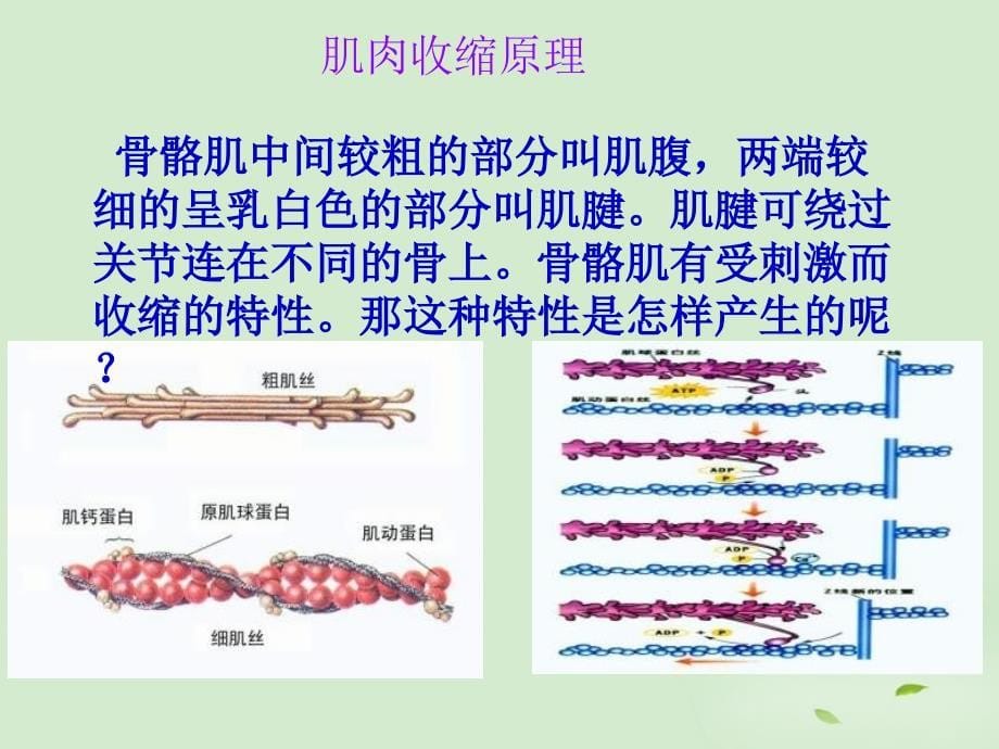 2-1动物的运动课件_第5页