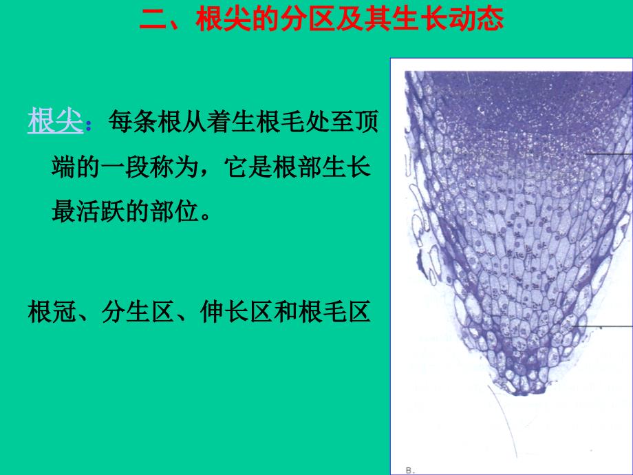 《营养器官》PPT课件_第4页