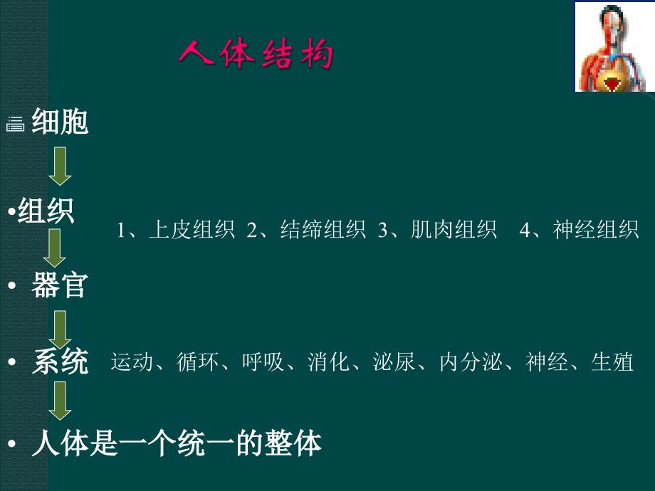 苏教版七下 83 人体概述PPT课件_第4页