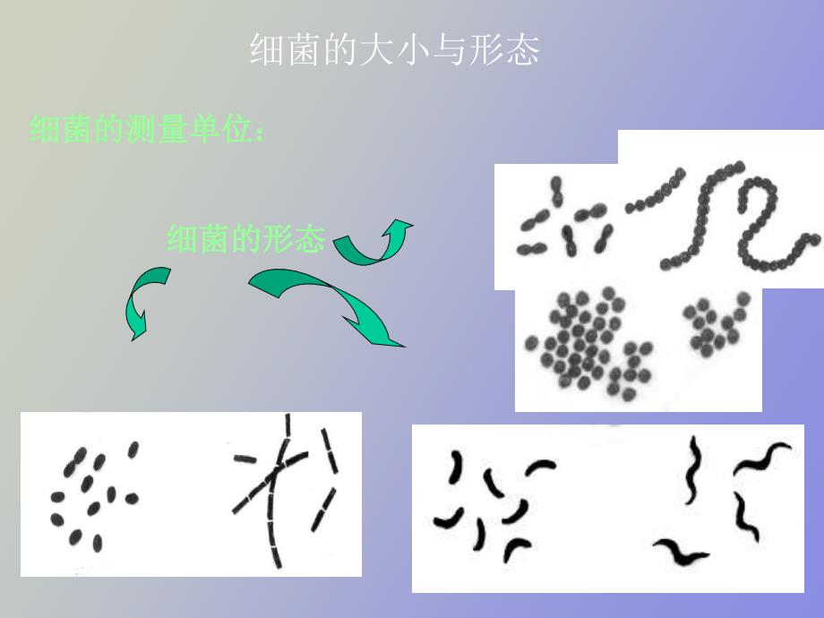 细菌的结构与形态_第1页