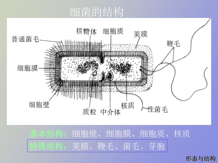 细菌的结构与形态_第2页