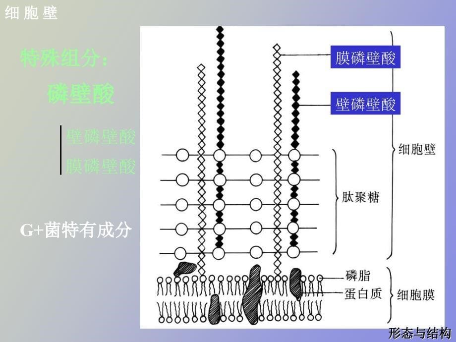 细菌的结构与形态_第5页