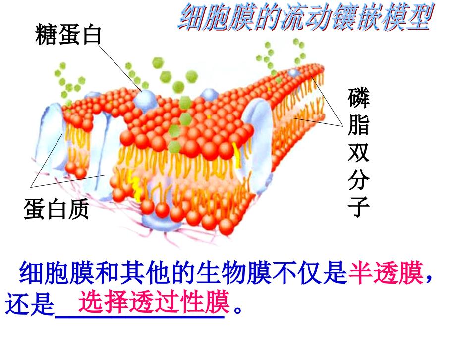 物质跨膜运输的方式 (2)_第1页