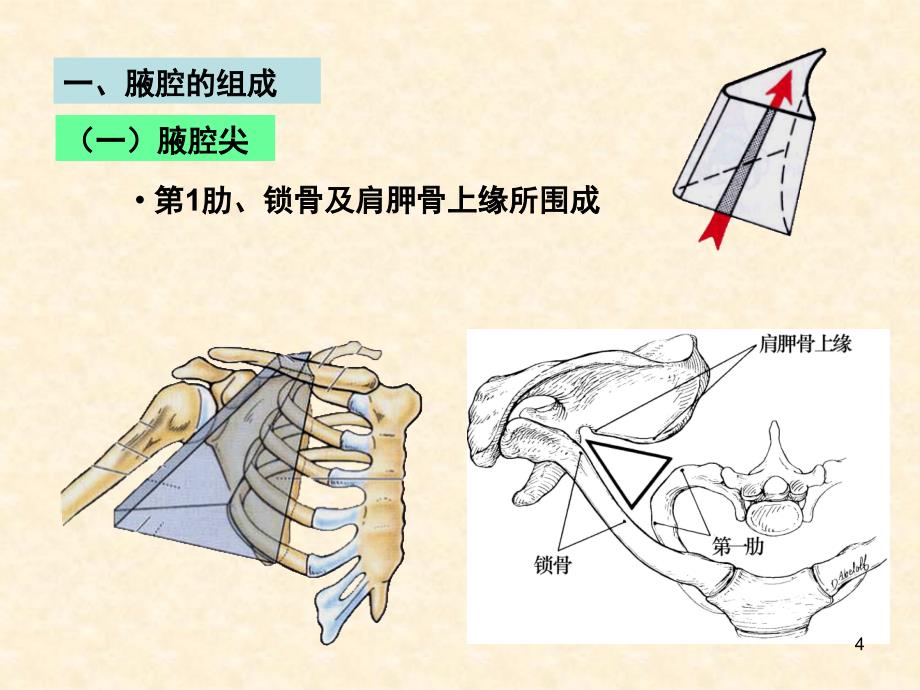 腋腔PPT精品文档_第4页